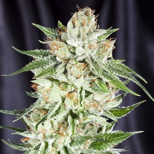 Image 3 of 5th Element cannabis by Elemental Seeds – 12/12 Photoperiod – Large yield – Indoor-friendly – Seed City