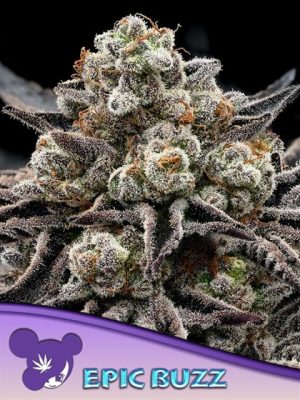 Epic Buzz Auto cannabis seeds – Super Strength – Relaxing – Sweet – image 1 from Seed City