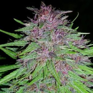12/12 Photoperiod – Guaranteed female plants – Indoor – ErdPurt strain – image 1 – from Ace Seed bank via Seed City