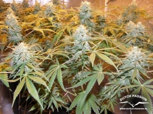 Euforia from Dutch Passion Seeds