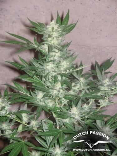 showing Good for outdoor grow – Regular – 12/12 Photoperiod – image 3 – Seed City