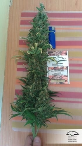 Euforia from Dutch Passion Seeds