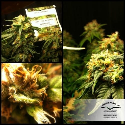 showing Regular – Good for outdoor grow – Mostly Sativa – image 4 – Seed City