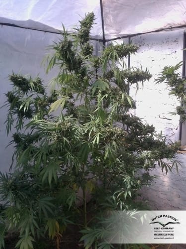 Euforia cannabis seeds – 12/12 Photoperiod – Good for outdoor grow – Stress Relief – image 5 from Seed City