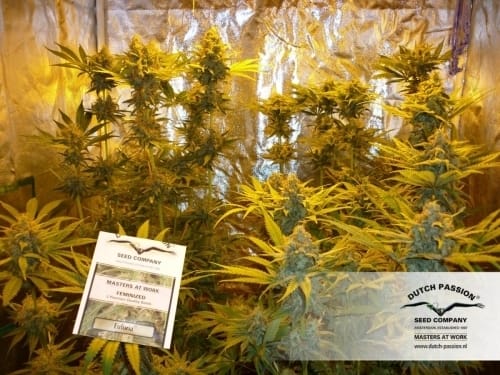 Euforia from Dutch Passion Seeds