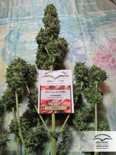 showing Mostly Sativa – Skunky – Beginning of November – image 6 – Seed City