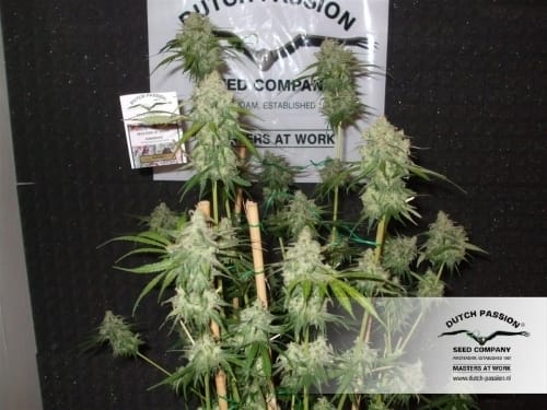 Euforia cannabis seeds – Excellent harvest potential – Regular – Good for outdoor grow – image 7 from Seed City