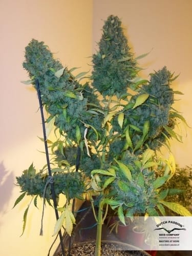 Euforia by Dutch Passion Seeds – Skunky – Stress Relief – Regular – image 8 – Seed City