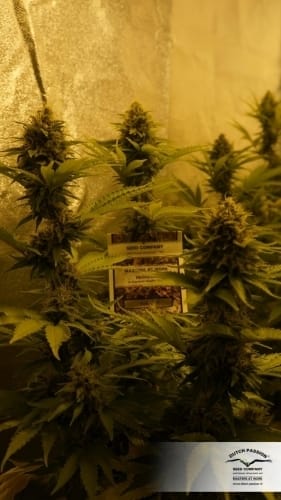 Euforia by Dutch Passion Seeds – Good for outdoor grow – Beginning of November – Stress Relief – image 9 – Seed City