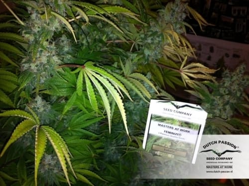 Euforia cannabis seeds – Skunky – 12/12 Photoperiod – Good for outdoor grow – image 10 from Seed City