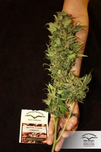 Euforia from Dutch Passion Seeds