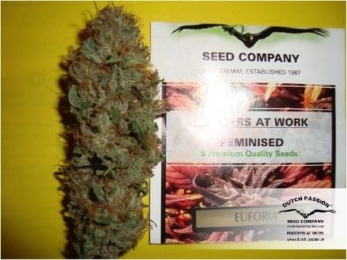 Euforia by Dutch Passion Seeds – Skunky – Mostly Sativa – Good for outdoor grow – image 12 – Seed City