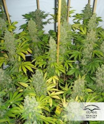Euforia by Dutch Passion Seeds – Skunky – Good for outdoor grow – Mostly Sativa – image 13 – Seed City