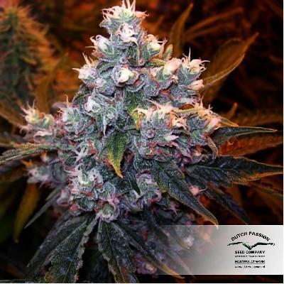 Euforia from Dutch Passion Seeds