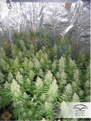 showing Good for outdoor grow – 12/12 Photoperiod – Regular – image 14 – Seed City