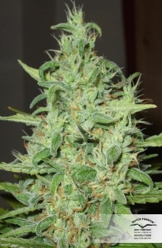 Euforia cannabis seeds – Excellent harvest potential – Mostly Sativa – Skunky – image 15 from Seed City