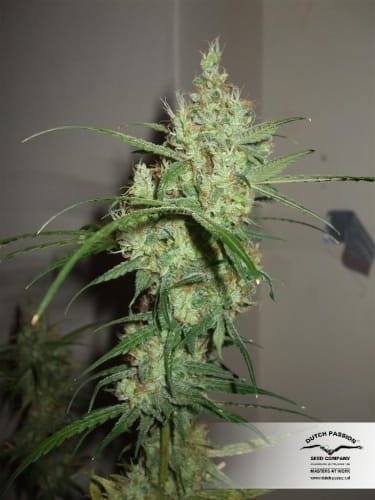 Euforia cannabis seeds – Beginning of November – 12/12 Photoperiod – Stress Relief – image 16 from Seed City