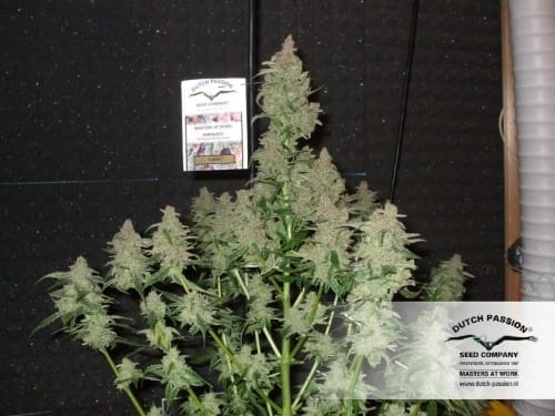 Euforia by Dutch Passion Seeds – Good for outdoor grow – Excellent harvest potential – Skunky – image 18 – Seed City