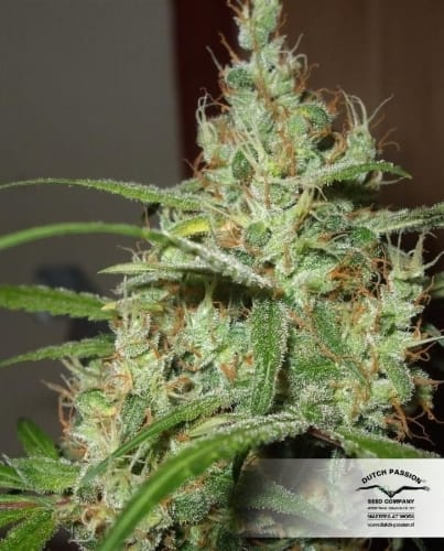 Euforia cannabis seeds – Skunky – Excellent harvest potential – Regular – image 19 from Seed City