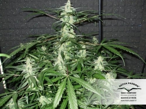 Euforia cannabis seeds – 12/12 Photoperiod – Stress Relief – Skunky – image 21 from Seed City