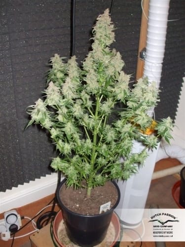 Euforia by Dutch Passion Seeds – Skunky – Excellent harvest potential – Good for outdoor grow – image 22 – Seed City