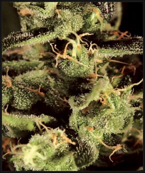 Image 2 of Exodus Cheese cannabis by Green House Seeds – Mostly Indica – Feminized – Appetite Stimulant – Seed City