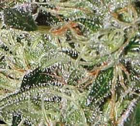Exodus Cheese Auto cannabis seeds – Female seeds – Appetite Stimulant – Auto-Flowering – image 2 from Seed City