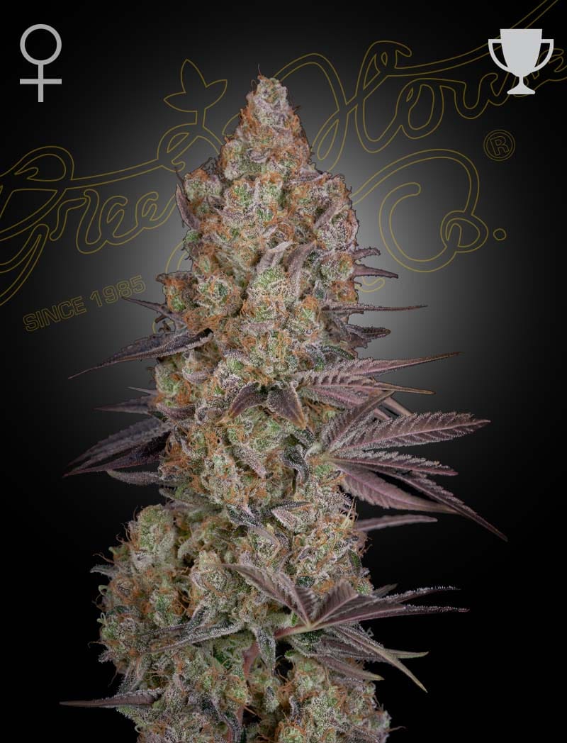 Exodus Cheese cannabis seeds – Mostly Indica – 12/12 Photoperiod – Feminized – image 1 from Seed City