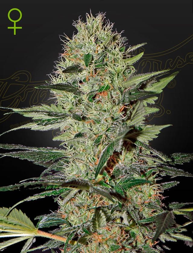 Exodus Cheese Auto cannabis seeds – Auto-Flowering – Appetite Stimulant – Mostly Indica – image 1 from Seed City