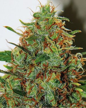 Expert Haze by Expert Seeds – Large yield – Super Strength – Outdoor cultivation – image 1 – Seed City
