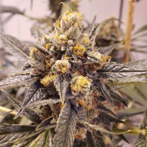 F-Cut-LRTK by Rare Dankness Seeds – Woodsy – Regular – Indoor – image 1 – Seed City