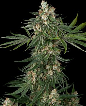 Fallout OG from White Label Seeds