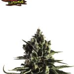 Sweet – Auto-Flowering – Outdoor – Fat Caramel Auto strain – image 1 – from Yieldmonger Seeds via Seed City