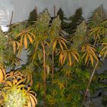 Filipina Queen by True Canna Genetics – 12/12 Photoperiod – Sativa-leaning – Regular – image 1 – Seed City