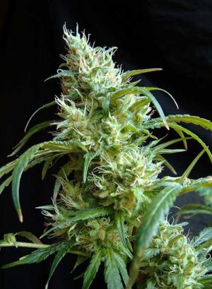 Fruity – Beginning of October – Mostly Sativa – Flash Back #2 strain – image 1 – from Sweet Seeds via Seed City