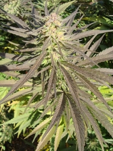 showing Greenhouse – Musky – Motivational – image 1 – Seed City