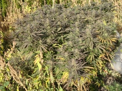 Image 2 of Flo cannabis by DJ Short Seeds – Sativa Dominant – Motivational – Greenhouse – Seed City