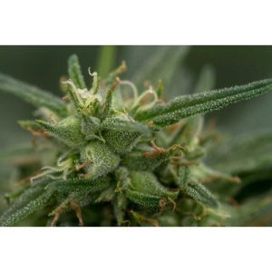 Fools Gold cannabis seeds – Large yield – Suited for indoor growing – Middle of September – image 1 from Seed City