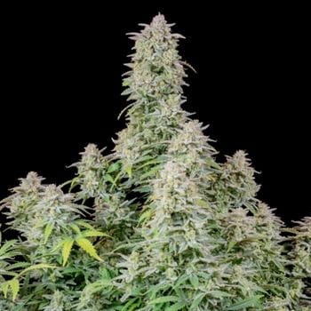 Mostly Indica – Auto-Flowering – Sweet – Forbidden Runtz Auto strain – image 2 – from FastBuds via Seed City