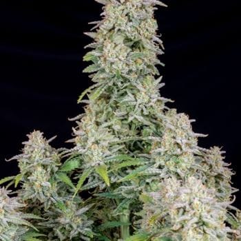 showing Sweet – Outdoor – Mostly Indica – image 3 – Seed City