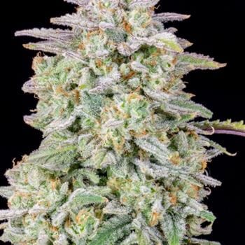 Forbidden Runtz Auto cannabis seeds – Mostly Indica – Auto-Flowering – Female seeds – image 4 from Seed City