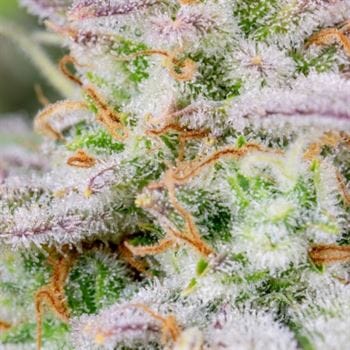 Forbidden Runtz Auto from FastBuds