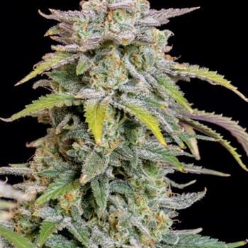 showing Outdoor – Sweet – Super Strength – image 5 – Seed City