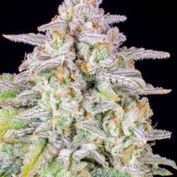 Image 6 of Forbidden Runtz Auto cannabis by FastBuds – Mostly Indica – Sweet – Outdoor – Seed City