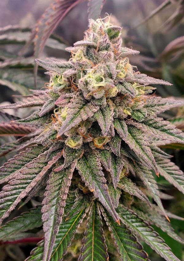 Forbidden Fruit Fast Flowering cannabis seeds – Indica Dominant – Lemon – Good for outdoor grow – image 1 from Seed City