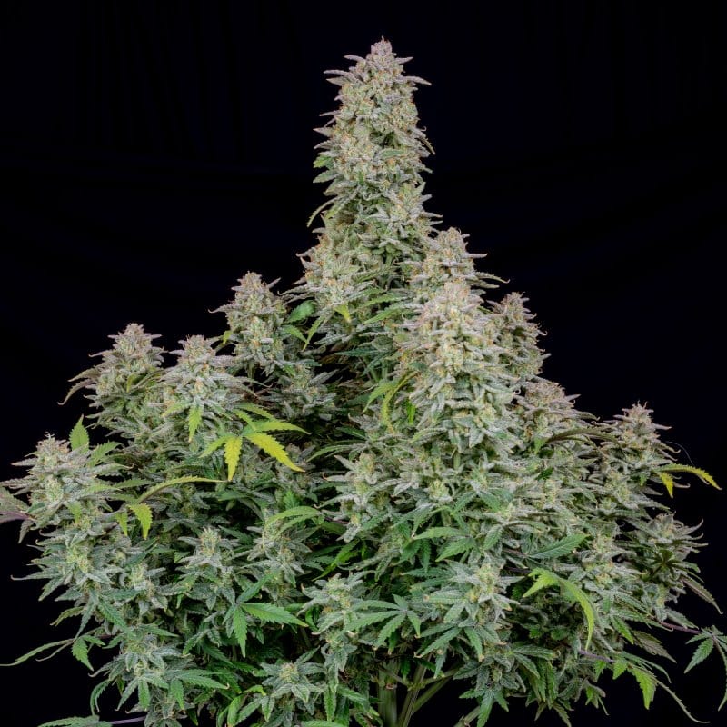 Image 1 of Forbidden Runtz Auto cannabis by FastBuds – Sweet – Auto-Flowering – Outdoor – Seed City
