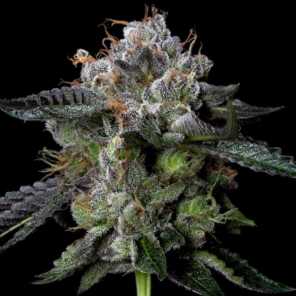 Four Prophets from DNA Genetics Seeds