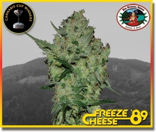 Dondurmak Cheese '89 kenevir tohumu – Limon – 12/12 Fotoperiyot – Küfe Dayanıklı – resim 2'den Seed City