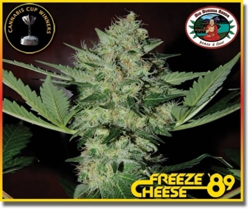 Dondurmak Cheese '89 kenevir tohumu – Dişi – Küfe dayanıklı – Limon – resim 3'ten Seed City