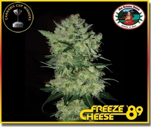 Dondurmak Cheese '89 kenevir tohumu – Dişi – 12/12 Fotoperiyot – İç Mekan – resim 5'ten Seed City